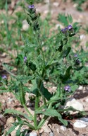 Anchusa arvensis