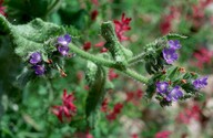 Anchusa arvensis