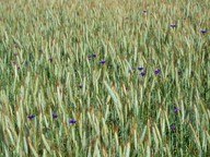 Centaurea cyanus