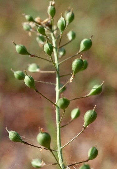 Camelina sativa ssp. microcarpa