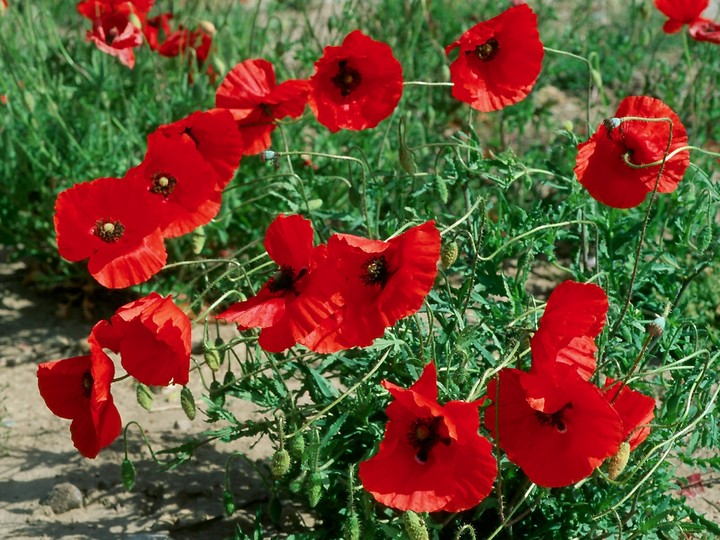 Papaver rhoeas