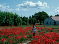 Papaver rhoeas