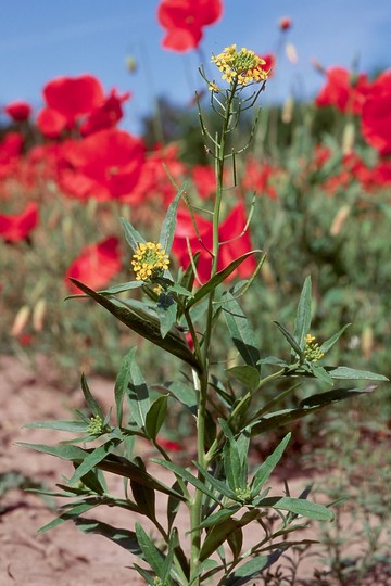 Erysium cheiranthoides