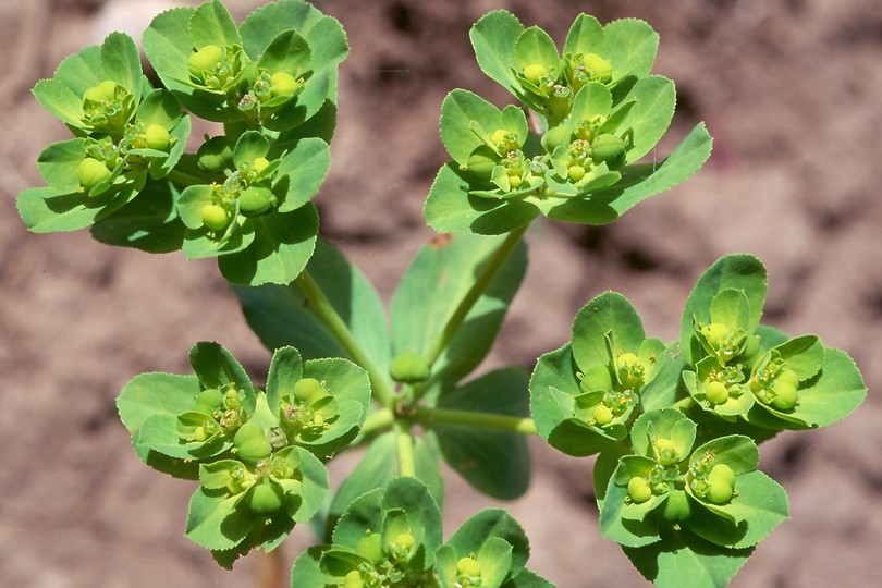 Euphorbia helioscopia