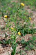 Neslia paniculata