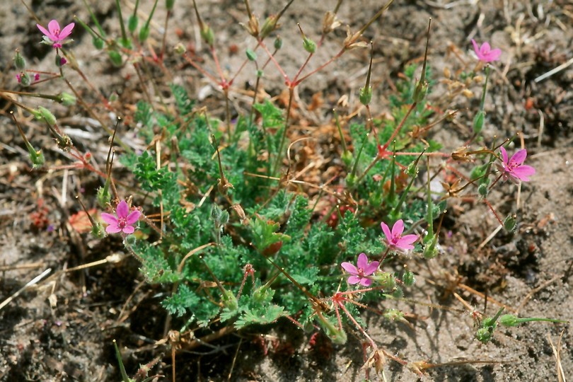 Erodium cicutarium