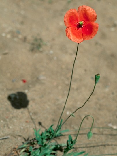 Papaver dubium