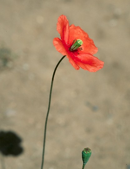 Papaver dubium