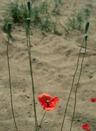 Papaver dubium