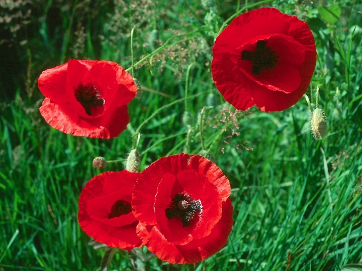 Papaver rhoeas