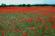 Papaver rhoeas