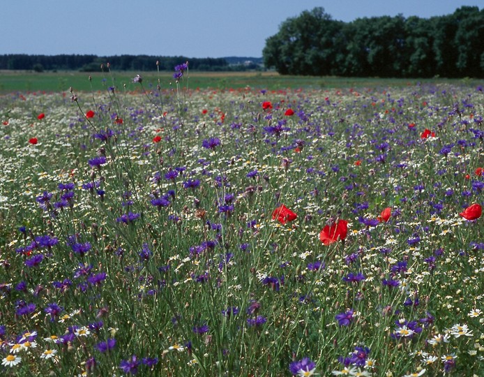 Centaurea cyanus