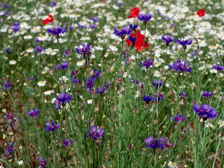 Centaurea cyanus