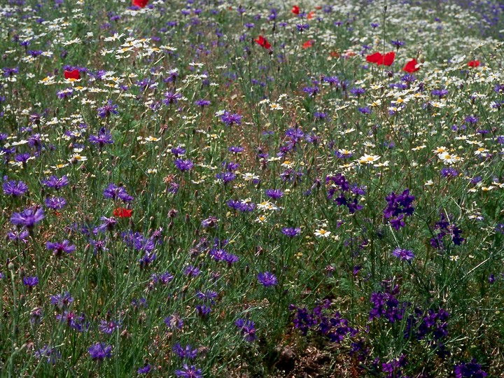 Centaurea cyanus