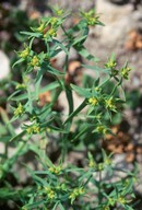 Euphorbia exigua