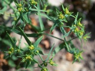 Euphorbia exigua