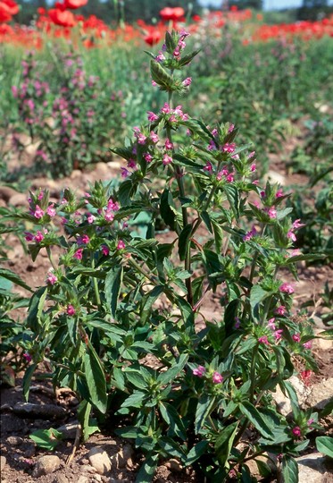 Galeopsis tetrahit