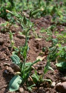 Silene noctiflora