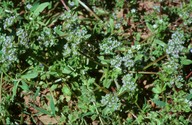 Valerianella locusta