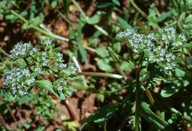 Valerianella locusta