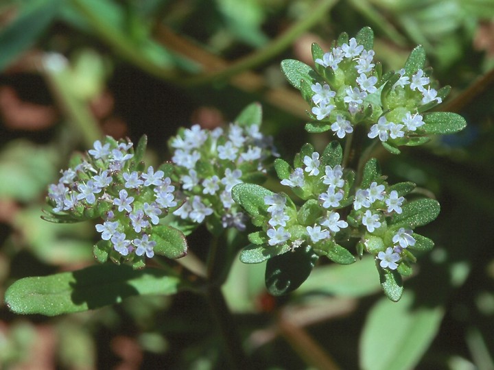 Valerianella locusta