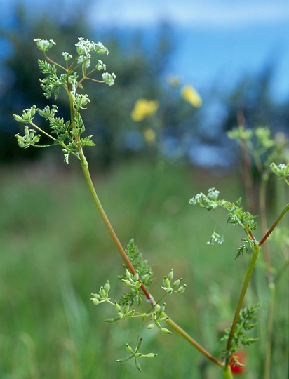 Anthriscus caucalis