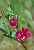 Vicia angustifolia var. segetalis