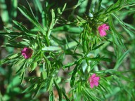 Geranium dissectum