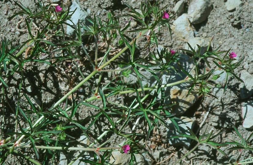 Geranium dissectum