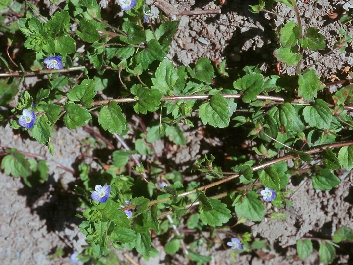 Veronica persica