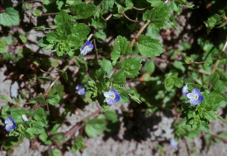 Veronica persica