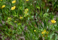 Ranunculus arvensis