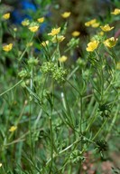 Ranunculus arvensis