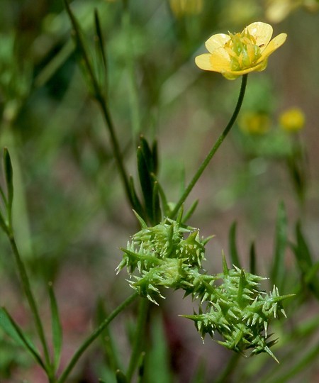 Ranunculus arvensis