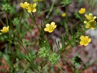 Ranunculus arvensis