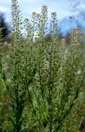 Lepidium campestre