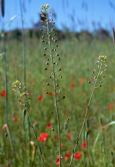 Camelina sativa ssp. microcarpa