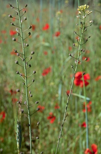 Camelina sativa ssp. microcarpa