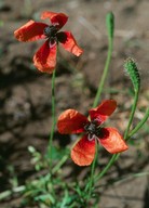 Papaver argemone