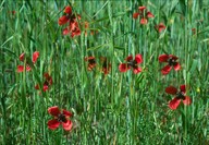 Papaver argemone