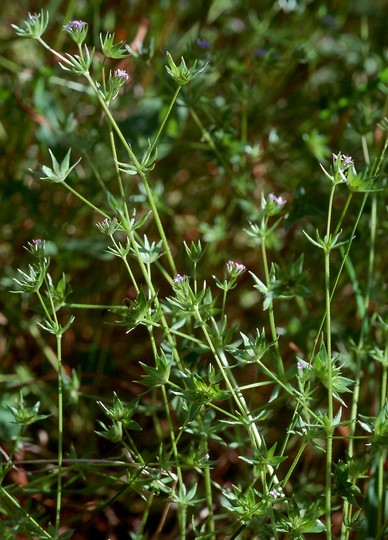 Sherardia arvensis