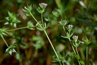 Sherardia arvensis