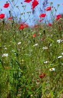 Valerianella dentata