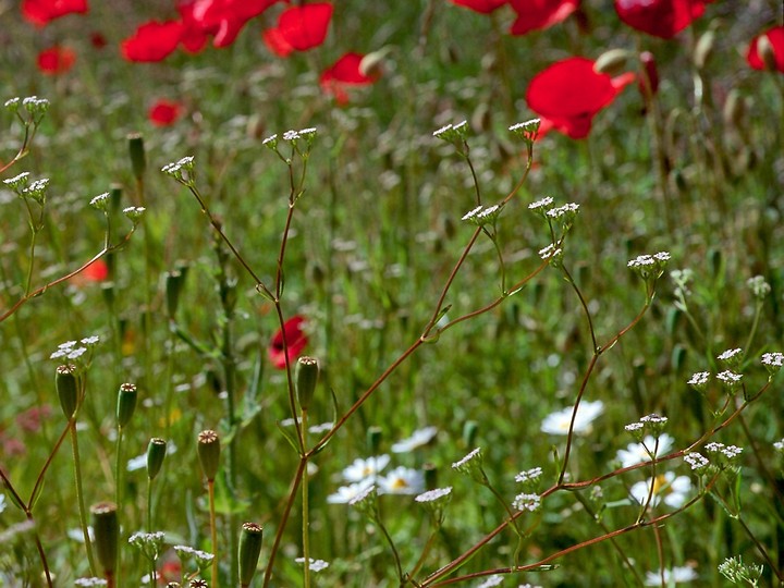 Valerianella dentata