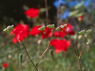 Valerianella dentata