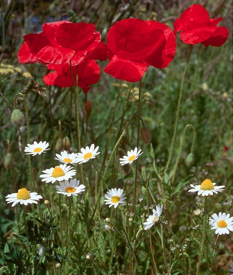 Anthemis arvensis