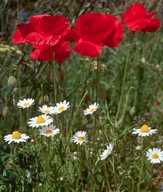 Anthemis arvensis