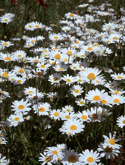 Anthemis arvensis