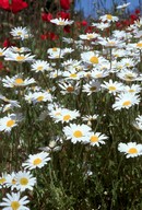 Anthemis arvensis