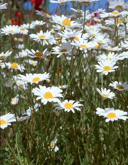 Anthemis arvensis